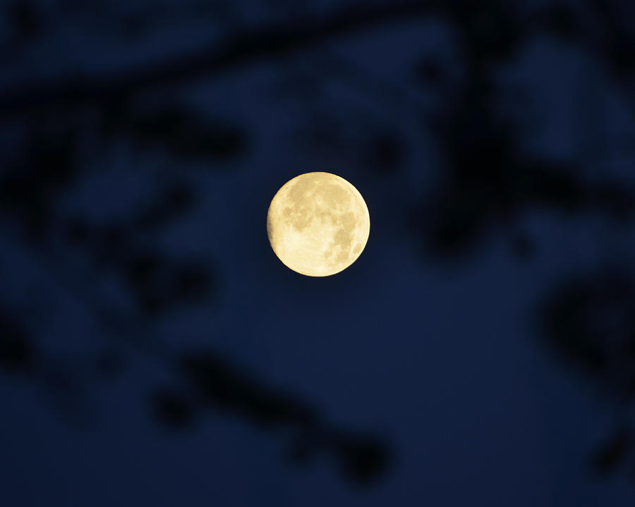 Howl at the Moon Photograph by Toby McGuire - Fine Art America