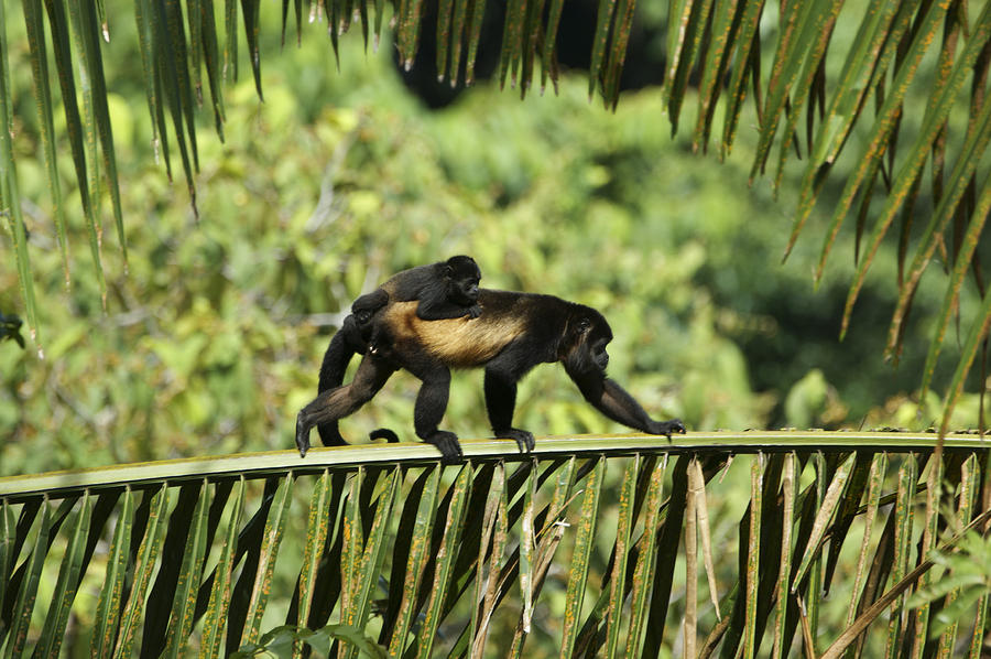 Howler Monkey and Infant Photograph by Brian Kamprath