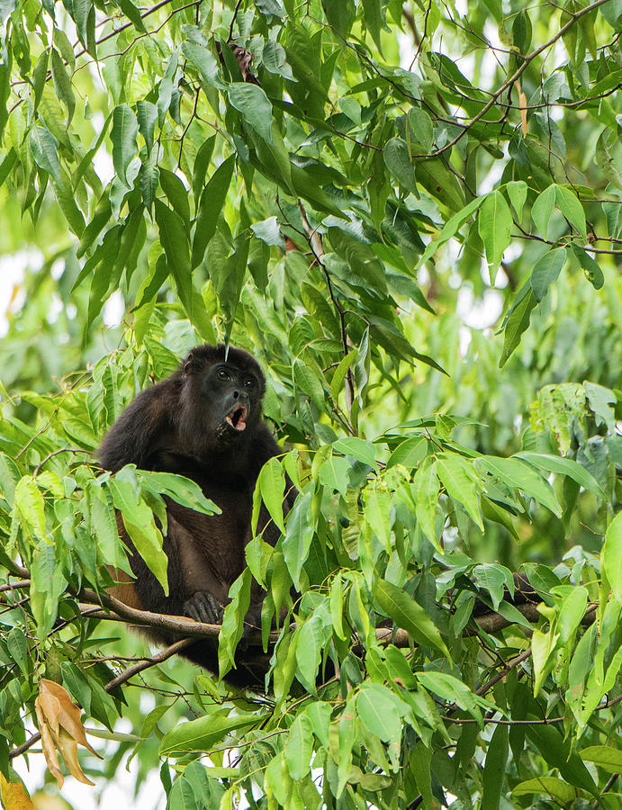 Howler Monkey Calling For A Mate Photograph by Josh Miller Photography