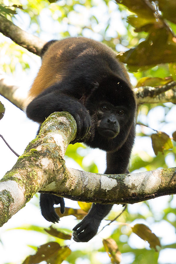 Howler Monkey Costa Rica Photograph by Natural Focal Point Photography