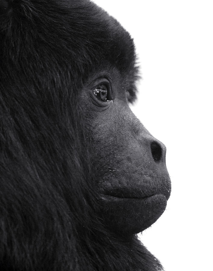 Black And White Photograph - Howler Monkey Profile by Stephanie McDowell