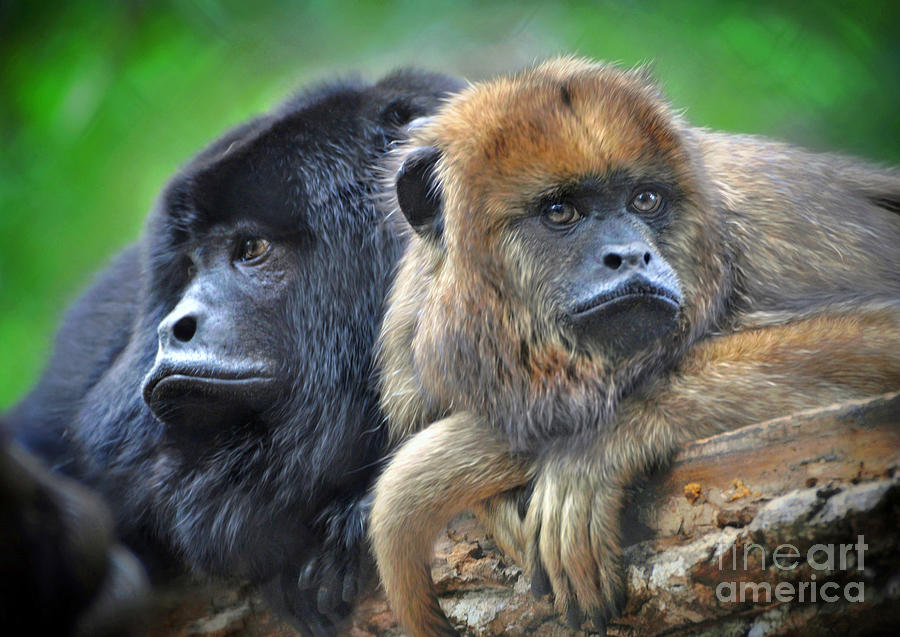 Howler Monkeys Photograph by Savannah Gibbs