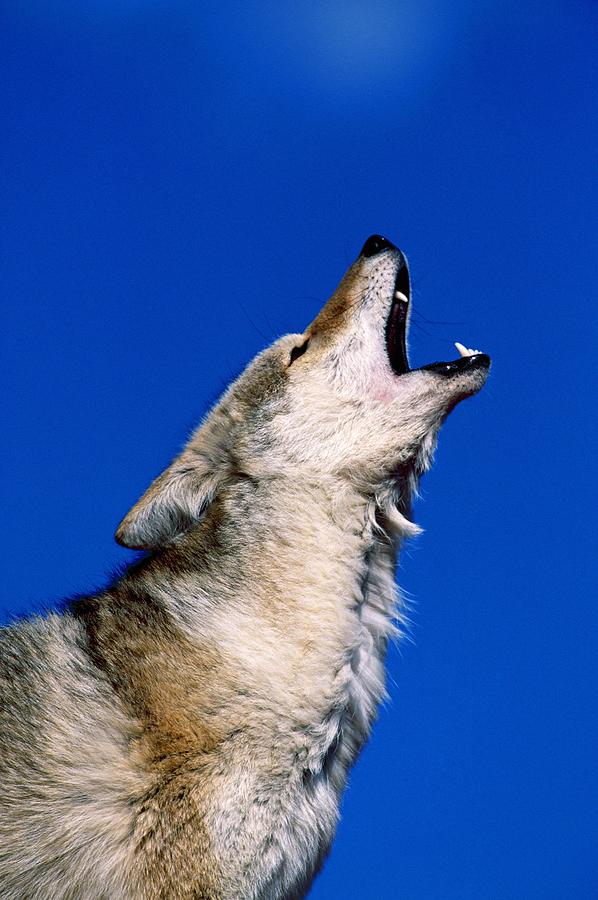 Howling Coyote Photograph