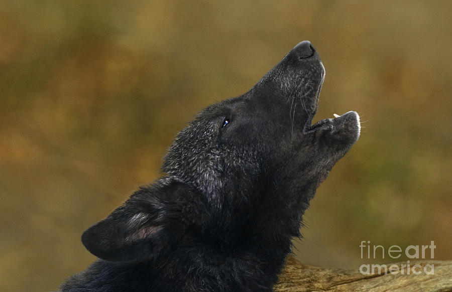 Howling Gray Wolf Pup Endangered Species Wildlife Rescue Photograph by Dave Welling
