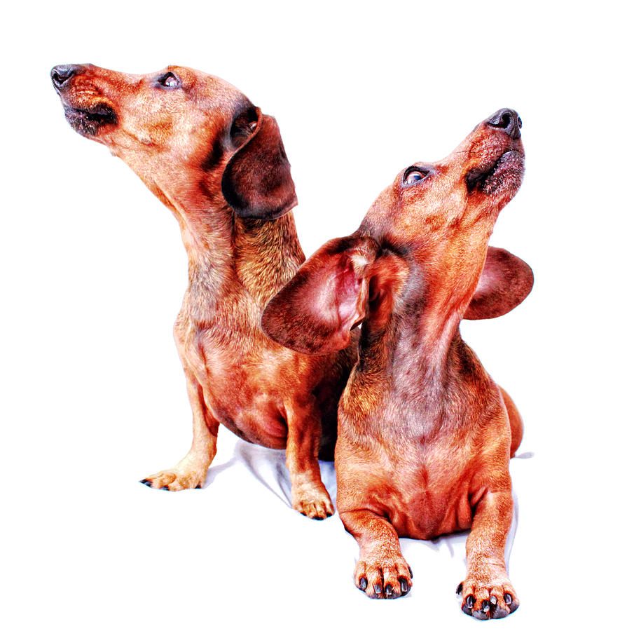 Dachshund Photograph - Howling Hounds by Johnny Ortez-Tibbels