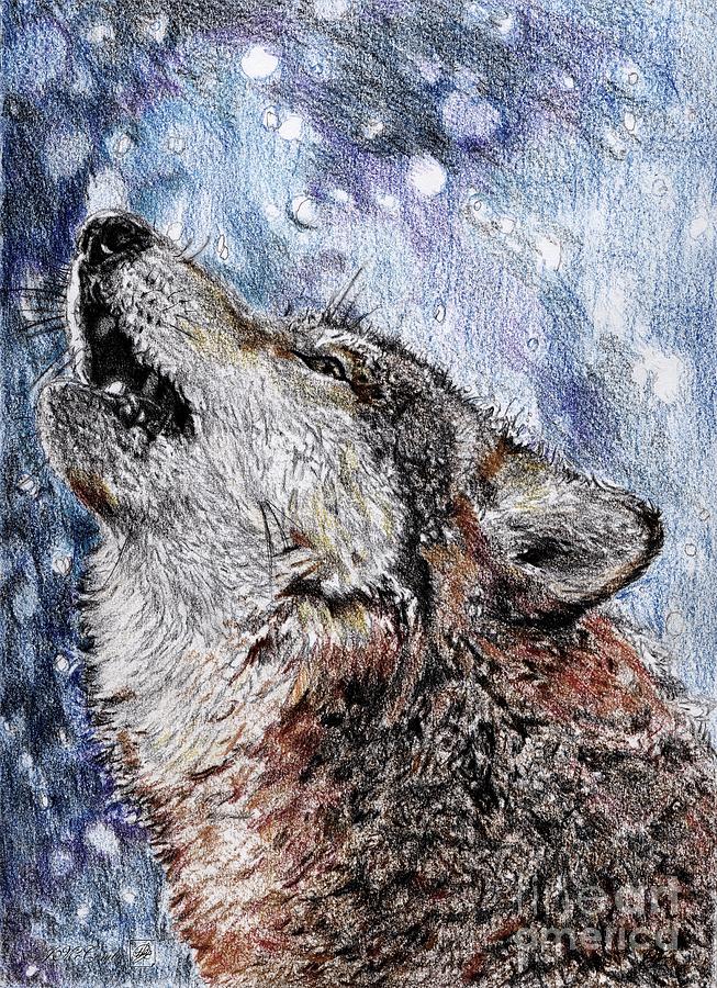 Howling Gray Wolf #1 Drawing by J McCombie