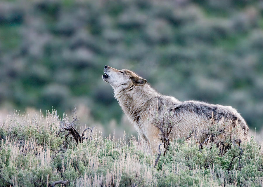 Howling Wolf Photograph by Max Waugh