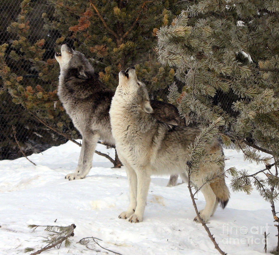 713A Howling Wolves Photograph by NightVisions