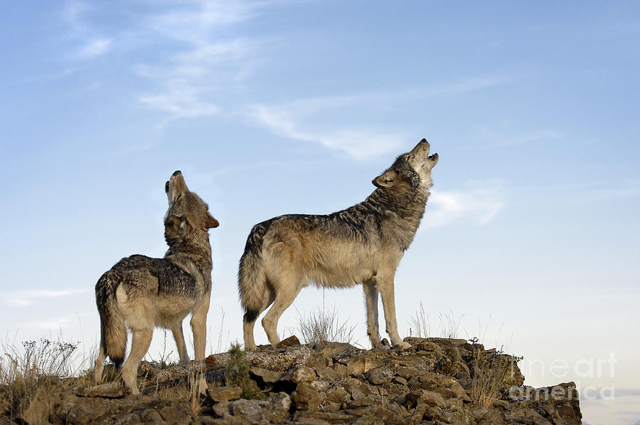 Wolves Photograph - Howling wolves-animals-image by Wildlife Fine Art