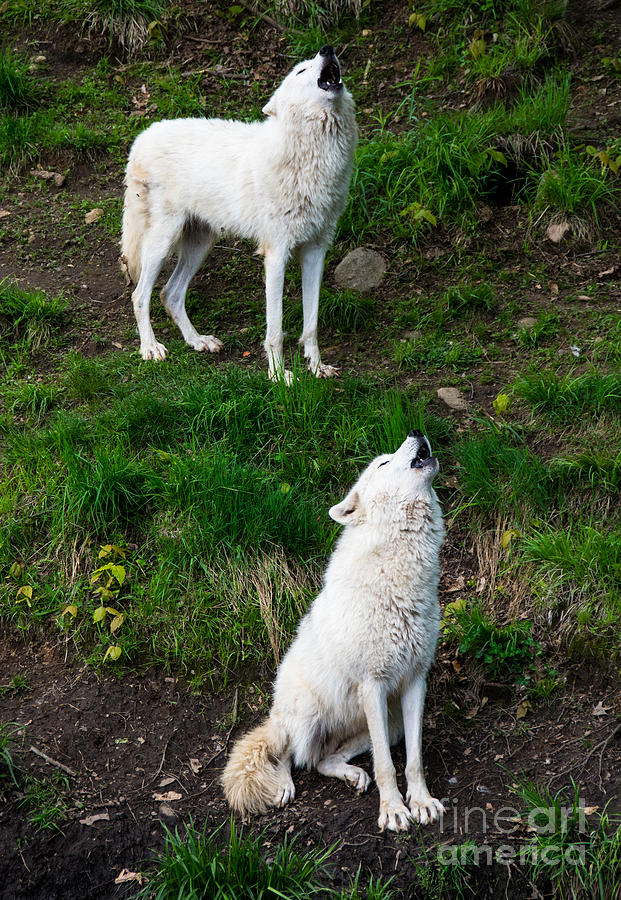 Howling Wolves Photograph by Cheryl Baxter