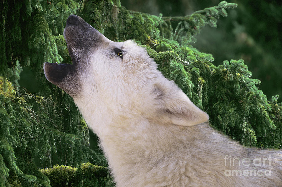 Howlling Arctic Wolf Pup Endangered Species Wildlife Rescue Photograph by Dave Welling
