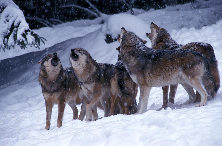 Howlling wolves Photograph by Ulrich Kunst And Bettina Scheidulin