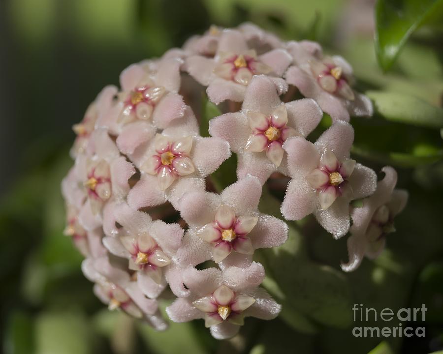 Hoya Blossoms Photograph by MM Anderson