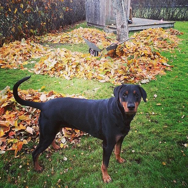 Rottweiler Photograph - #höst #städa #med #hunden #autumn by Jill Lund