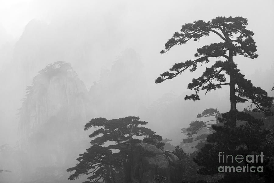 Huangshan mountains and trees in the fog China Photograph by Matteo Colombo