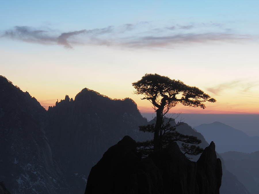 Huangshan Pine At Sunset Photograph by Christoph Schubert