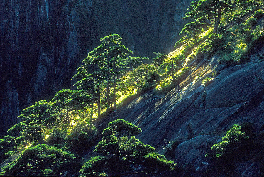 Huangshan pines Photograph by Dennis Cox