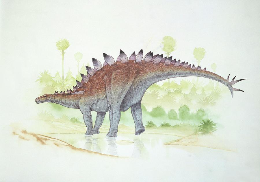 Nature Photograph - Huayangosaurus by Deagostini/uig/science Photo Library