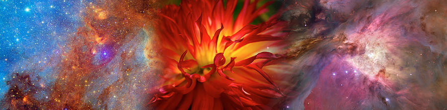 Fantasy Photograph - Hubble Galaxy With Red Chrysanthemums by Panoramic Images