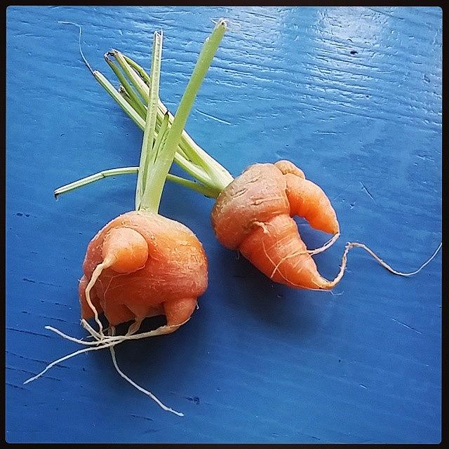 Fall Photograph - Hubbys #mutant #carrots From His by Mariana L