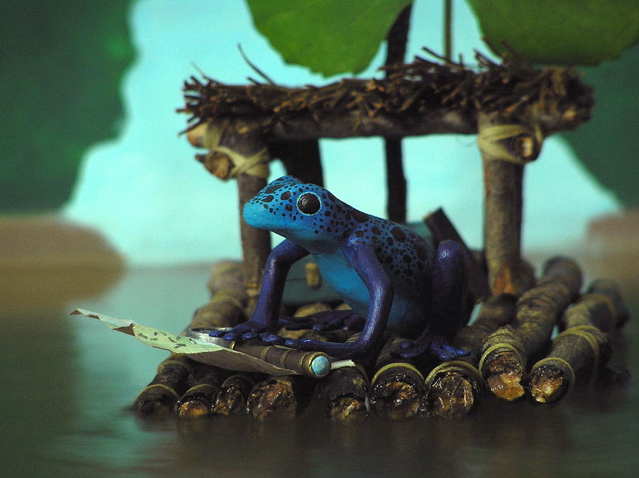 Blue Photograph - Huckleberry Frog by Jennifer Montgomery Blue Photograph - Huckleberry Frog by Jennifer Montgomery