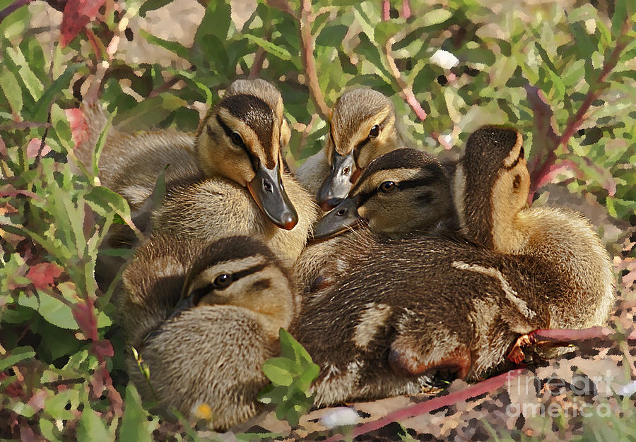 Huddled Ducklings Photograph by Kate Brown