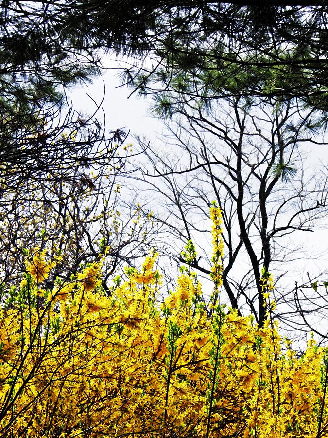 Tree Photograph - Hudson River Spring 2 by Sarah Loft