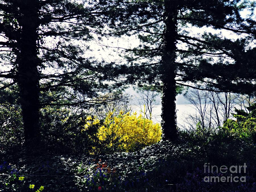 Tree Photograph - Hudson River Spring by Sarah Loft