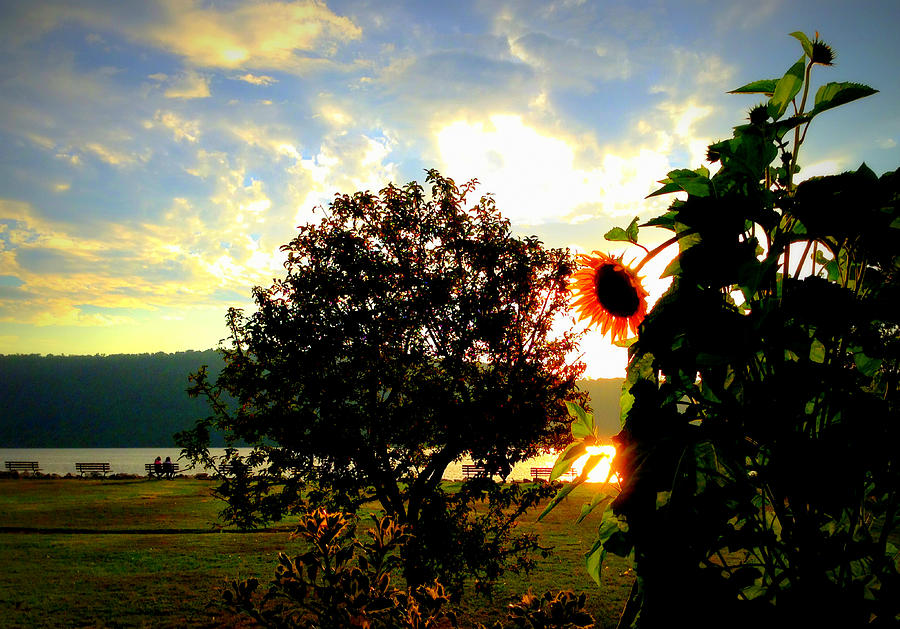 Hudson River Sunflower Photograph by Aurelio Zucco