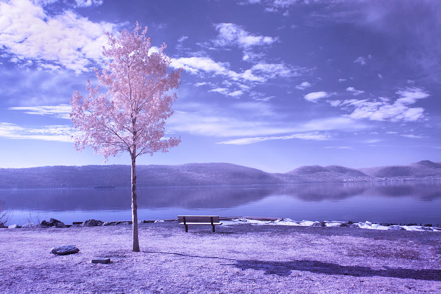 Bench Photograph - Hudson River Tree And Bench by Dave Beckerman Bench Photograph - Hudson River Tree And Bench by Dave Beckerman