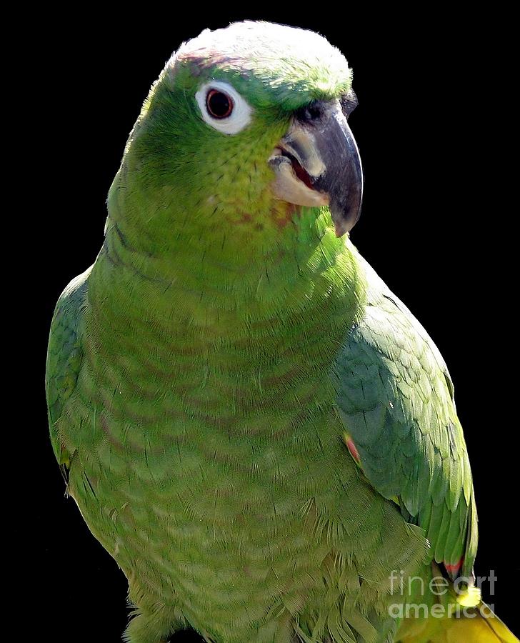 Parrot Photograph - Huey the Mealy Amazon Parrot by Rose Santuci-Sofranko