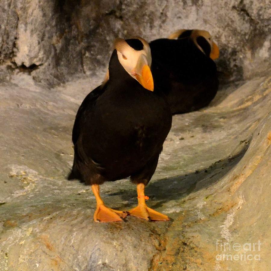 Huffy Puffin Photograph by Luther Fine Art