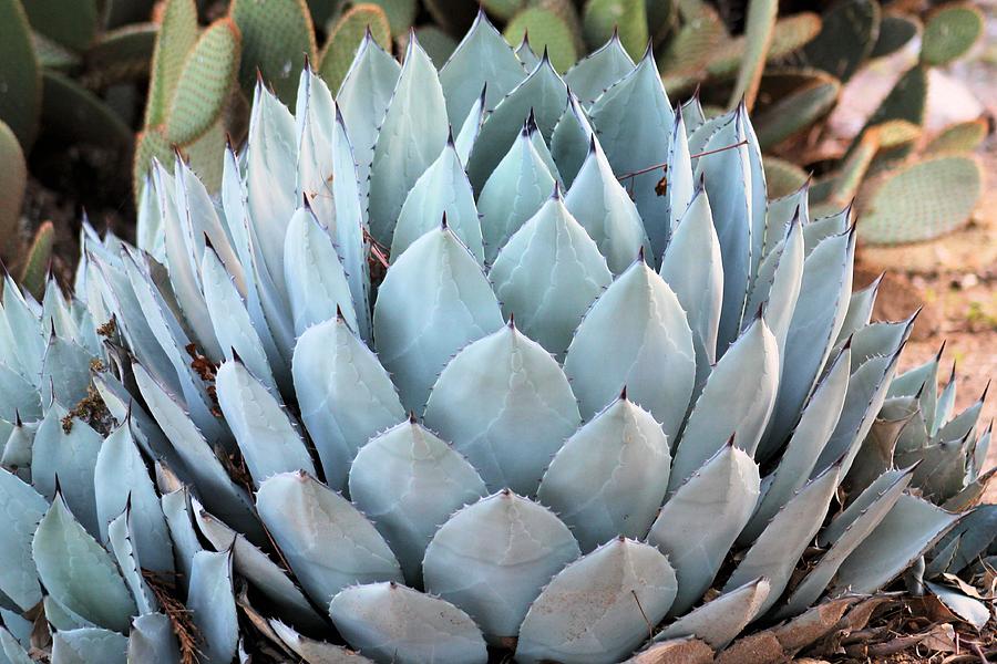Huge Agave Plant Photograph by G Berry