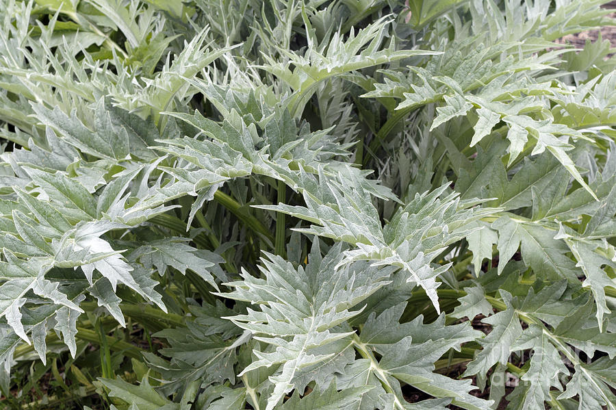 кардлист. Ateez карточки. лист б 14014. розе карты альбом "r" полороид. схема банковской карты.