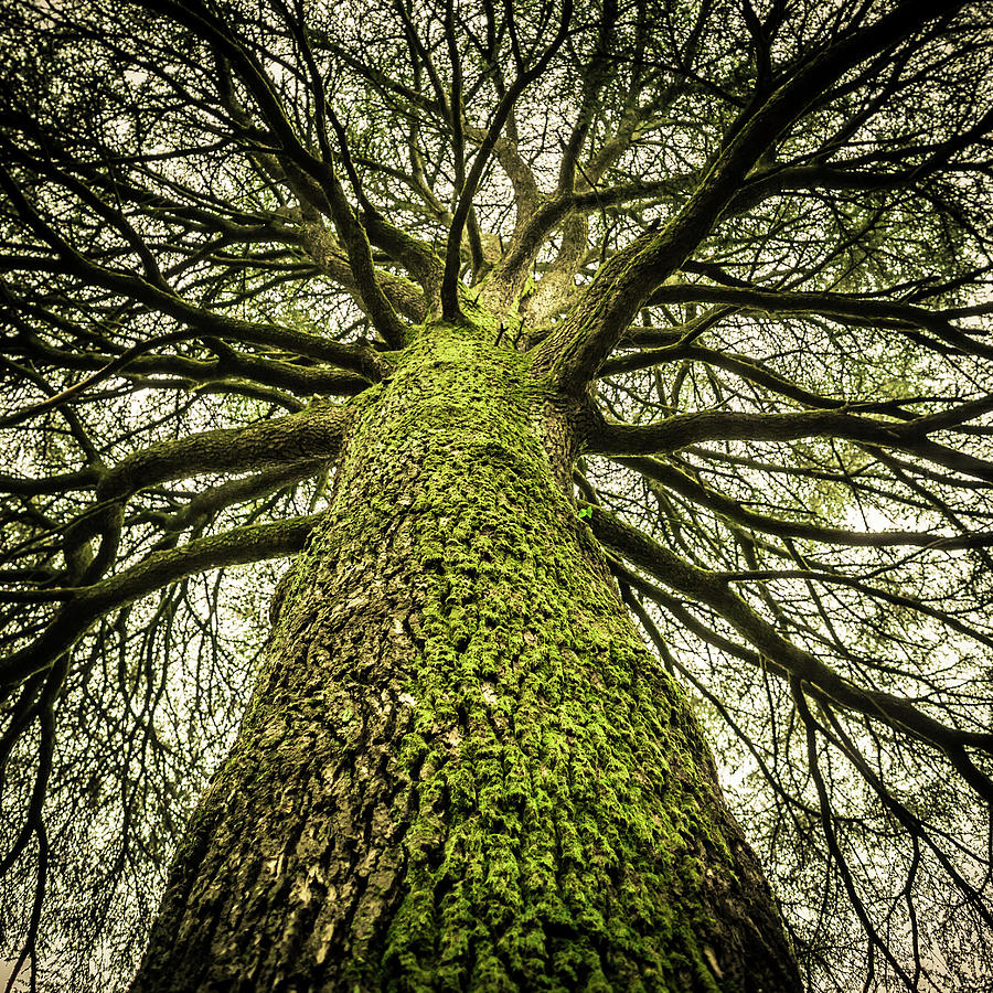 Huge Bare Tree, Creepy Mood Photograph by Giorgiomagini