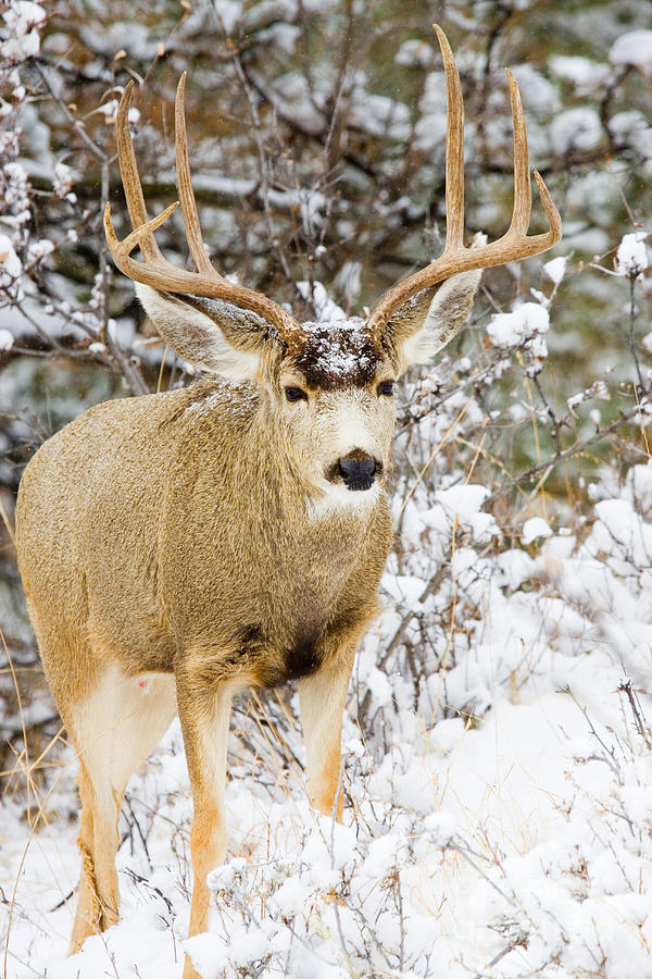 Huge Buck Photograph by Steven Krull