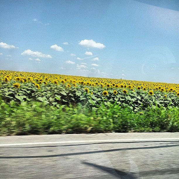 Summer Photograph - Huge Field Of Sunflowers On The Way To by Heather Hickey