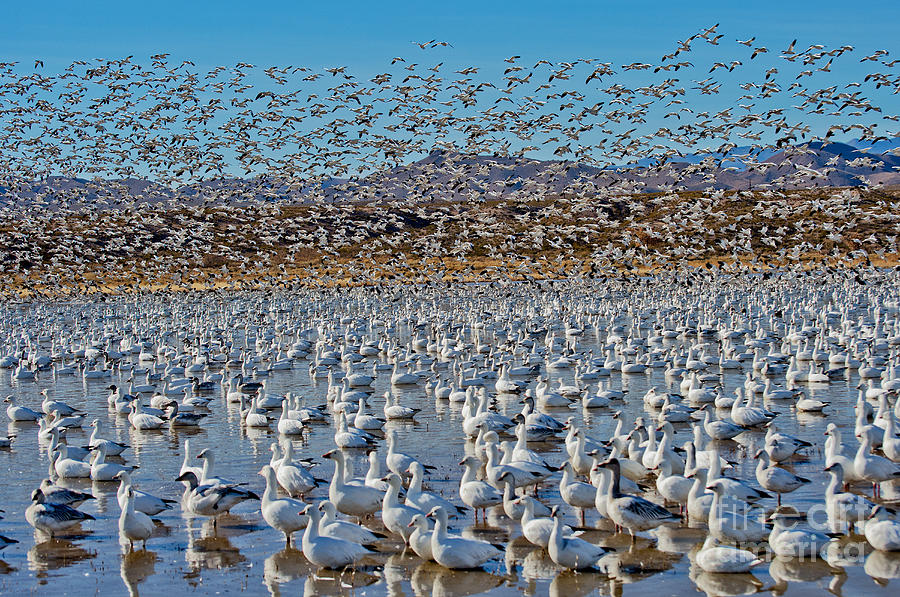 Goose Photograph - Huge Flock Of Snow Geese by Anthony Mercieca