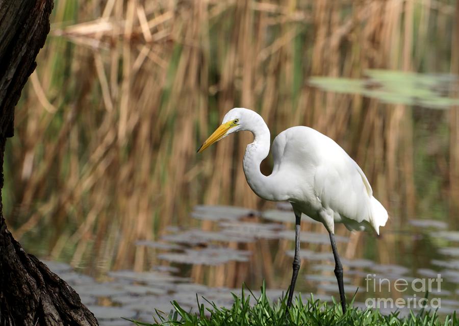 Huge Great White Egret Photograph by Sabrina L Ryan