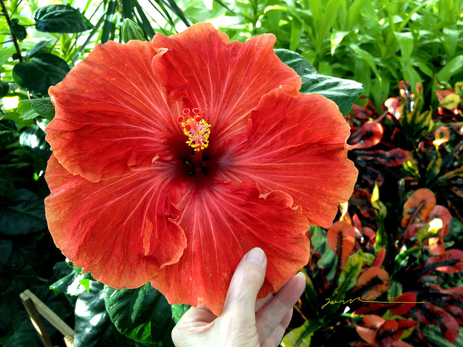 Huge Hibiscus Photograph by Jean Pacheco Ravinski