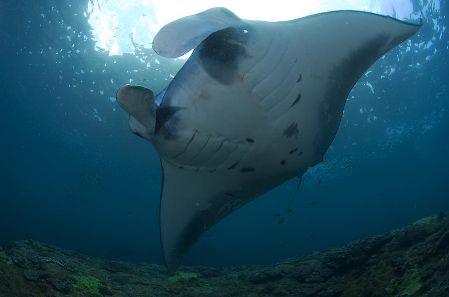 Huge Manta ray in Nusa Penida, Bali Photograph by Jens Kuhfs Huge Manta ray in Nusa Penida, Bali Photograph by Jens Kuhfs