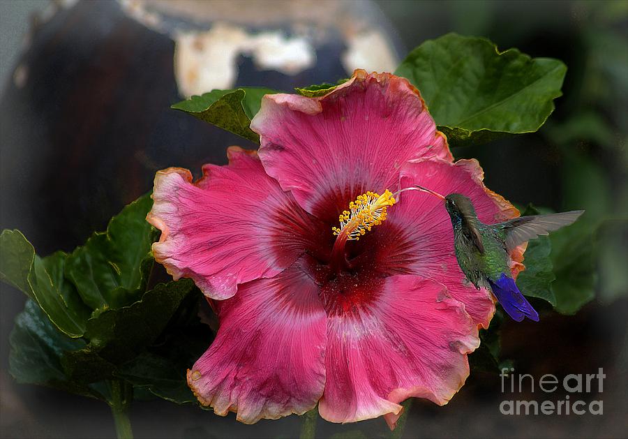 Huge Mexican Desire Hibiscus With Hummingbird Photograph