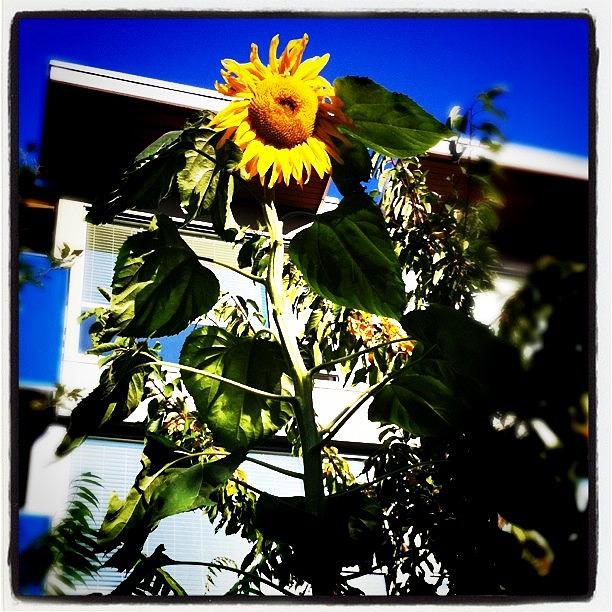 Huge Sunflower @ District Main Photograph by Tamryn Goodes