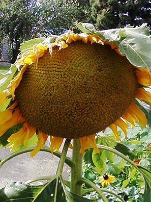 Huge Sunflower Photograph by Cynthia Peters - Fine Art America