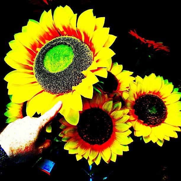 Huge Sunflowers Photograph by Urbane Alien