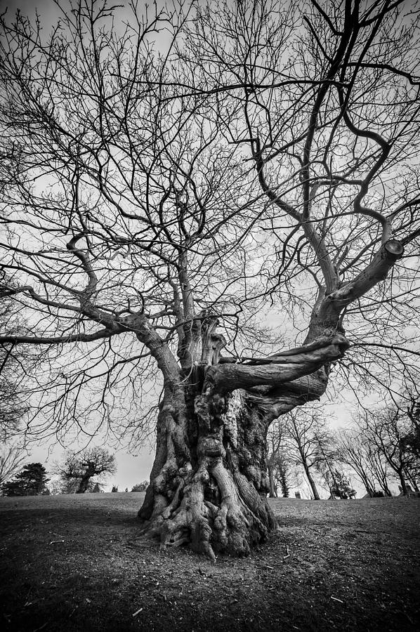 Huge Tree Photograph by Svetlana Sewell