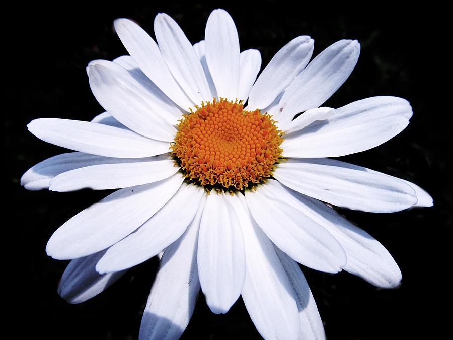 Huge White Daisy Photograph