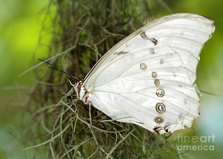 Huge White Morpho Butterfly Photograph by Sabrina L Ryan