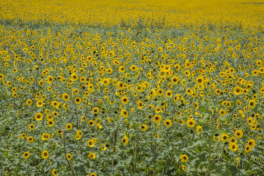 Huge Wild Sunflower Colony Photograph by Steven Schwartzman