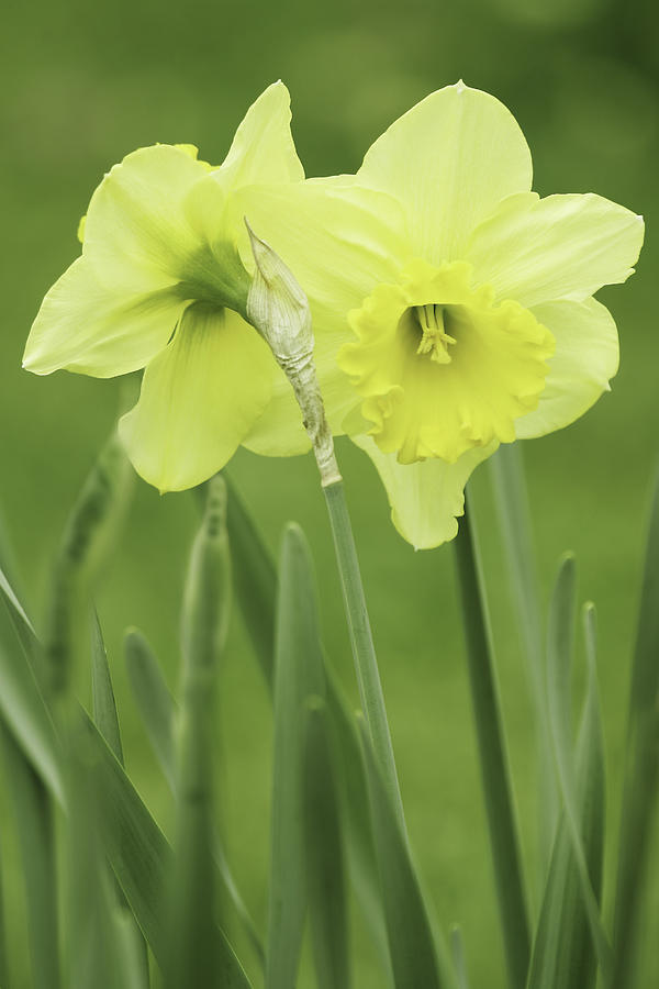 Hugging Daffodils Photograph